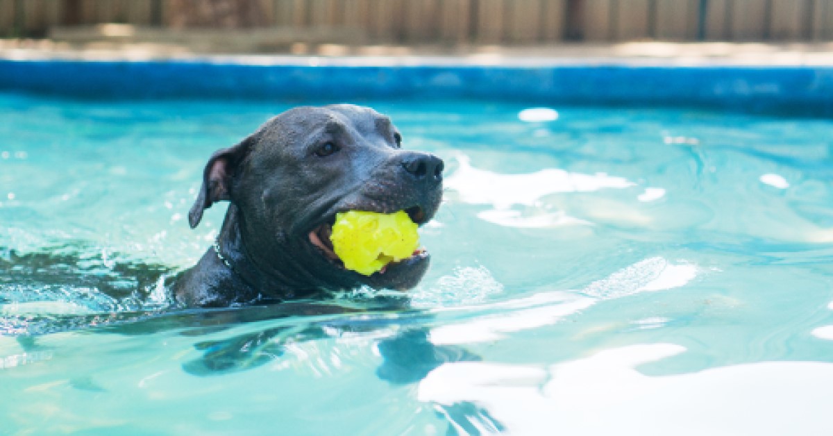 Ear Care for Dogs that Like to Swim